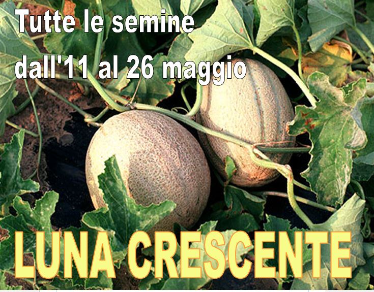Semine in luna crescente